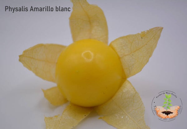 Physalis Amarillo Blanc graines