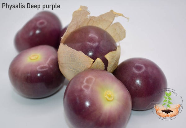 Physalis violet Deep Purple graines