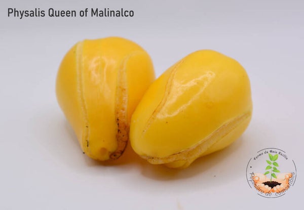 Physalis Queen of Malinalco graines
