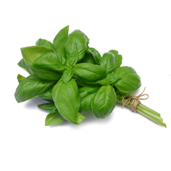 Basilic