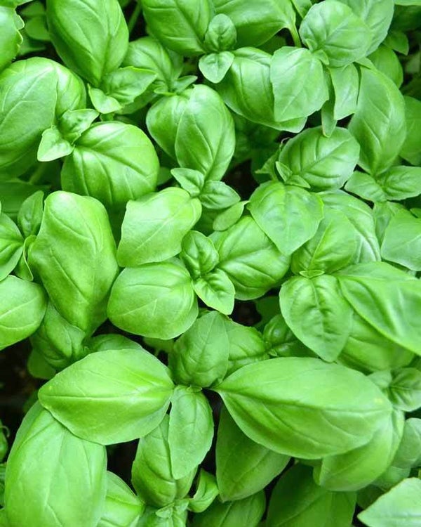 Basilic grand vert