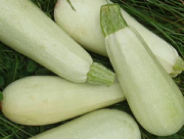 Courgette blanche de Trieste
