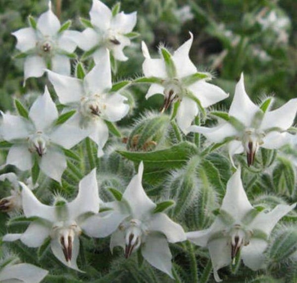 Bourrache Blanche