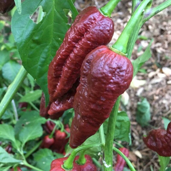 Piment Buth Jolokia graines
