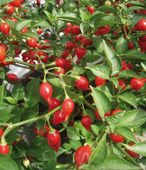 Piment Button Red