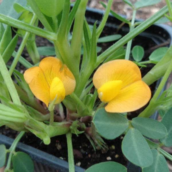 Cacahuète