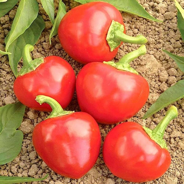 Piment Calabrese