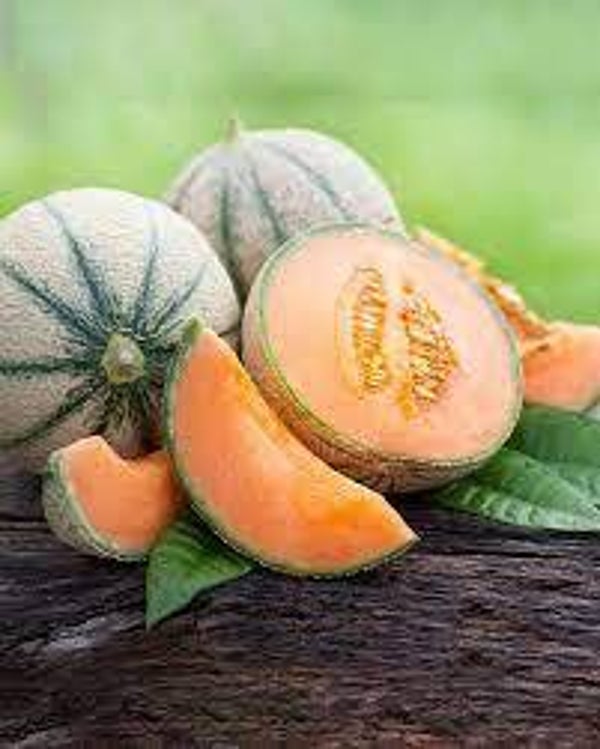 melon cantaloup charentais graines