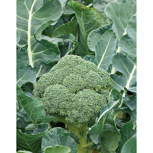 Brocolis vert Calabrais
