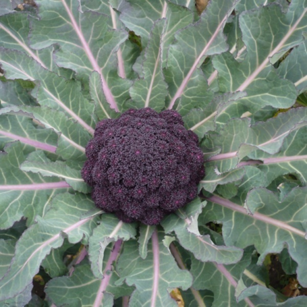 Brocolis Violet du Cap