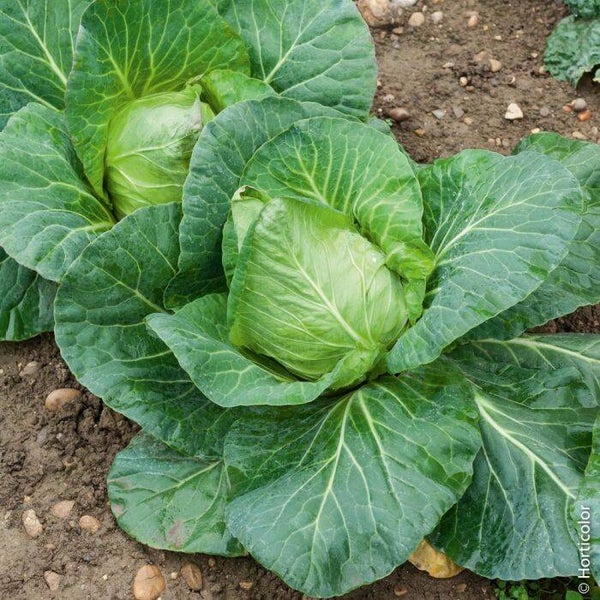Chou Cabu cœur de bœuf Moyen de la Halle