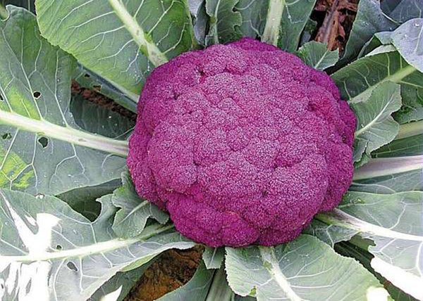 Chou fleur violet