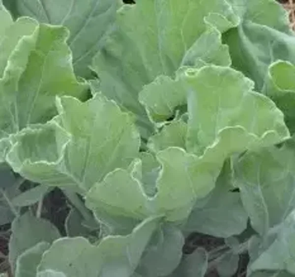Chou kale Beurre Blond
