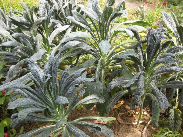 Choux kale noire de Toscane