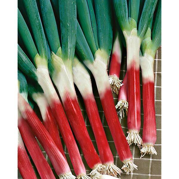 Ciboule rouge