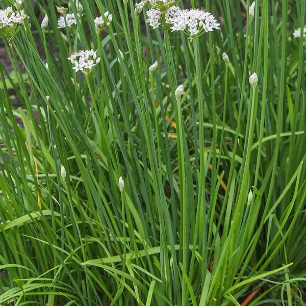 ciboulail (ciboule de chine)