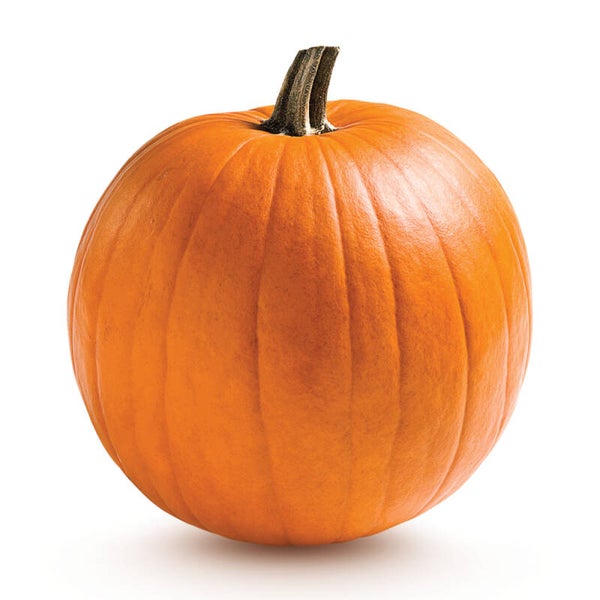 Potiron Jack O'Lantern