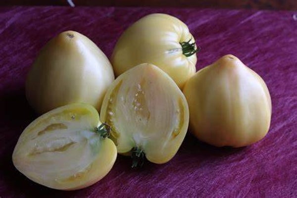 Tomate cœur de bœuf blanche
