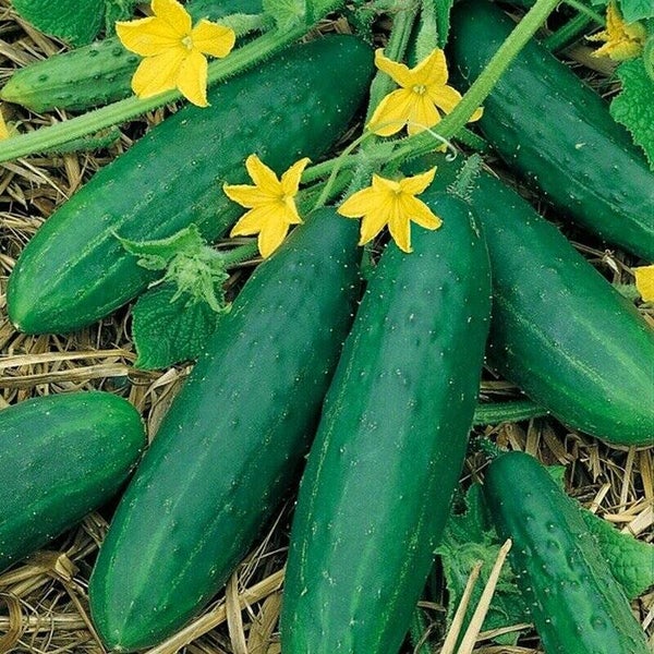 Concombre Le Généreux