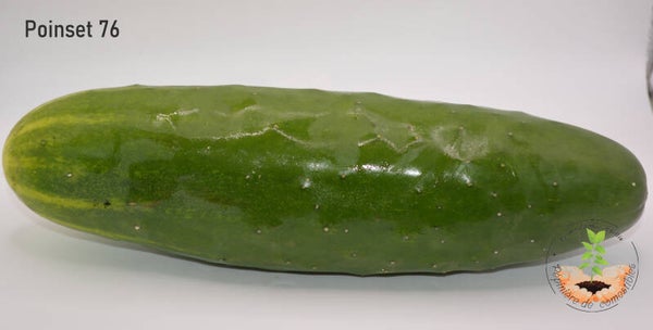 Concombre poinsett76 graines