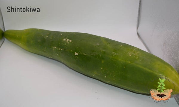 Concombre Shintokiwa