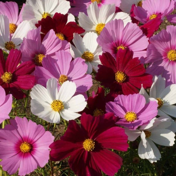 Cosmos géants
