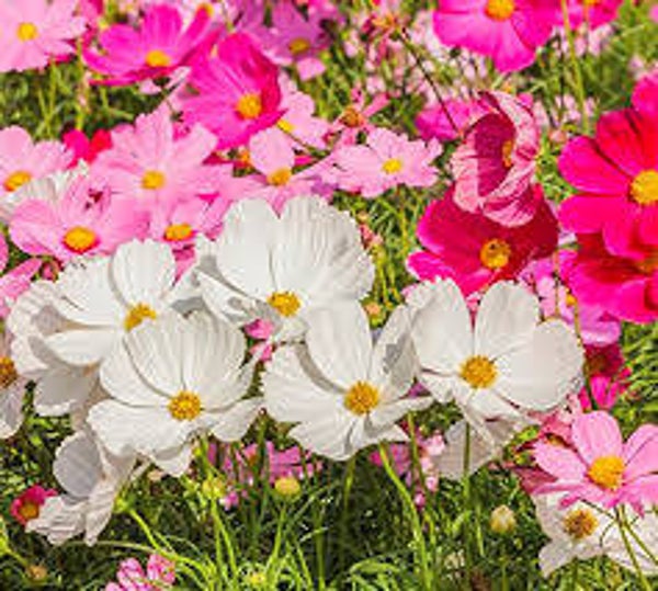 Cosmos nains