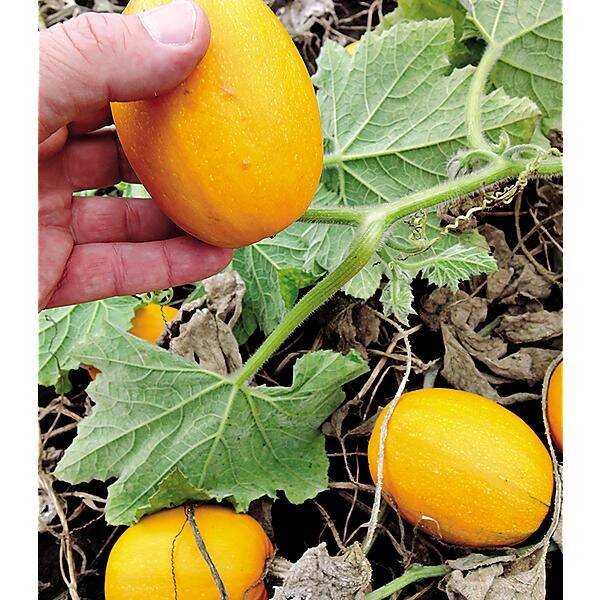 Courge Baby Spaghetti