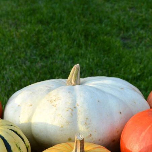 Courge Flat White Boer