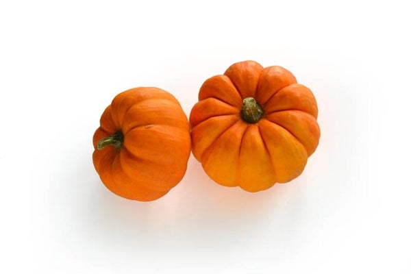 Courge Jack Be Little