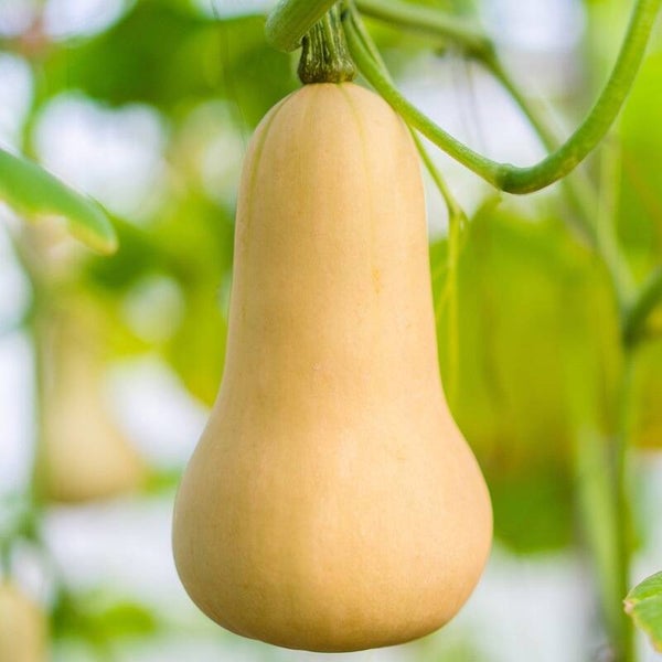 Butternut Waltham