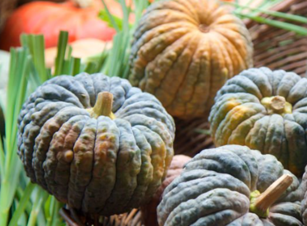 Courge Futsu black