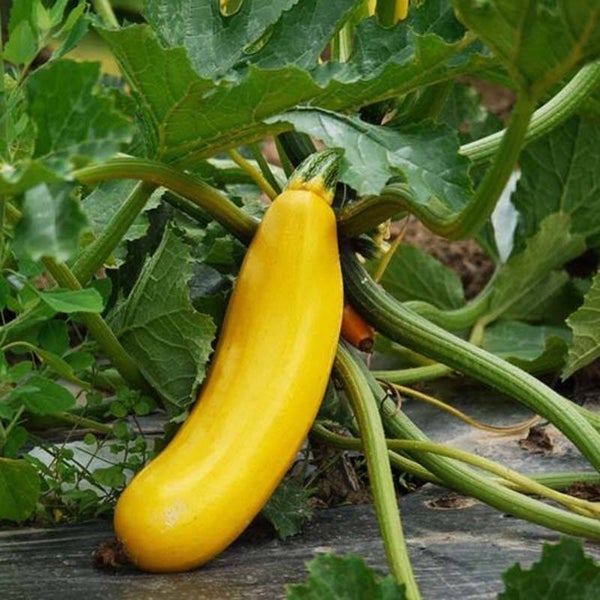 Courgette jaune