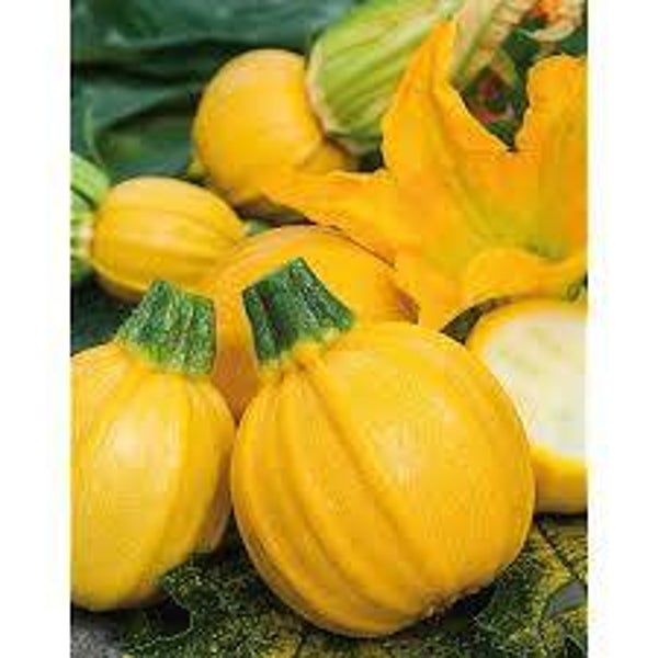 Courgette Lemon Squash