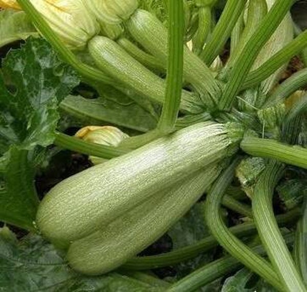 Courgette Ortolana Di Faenza
