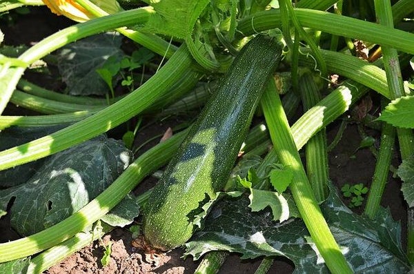 Courgette Zuboda
