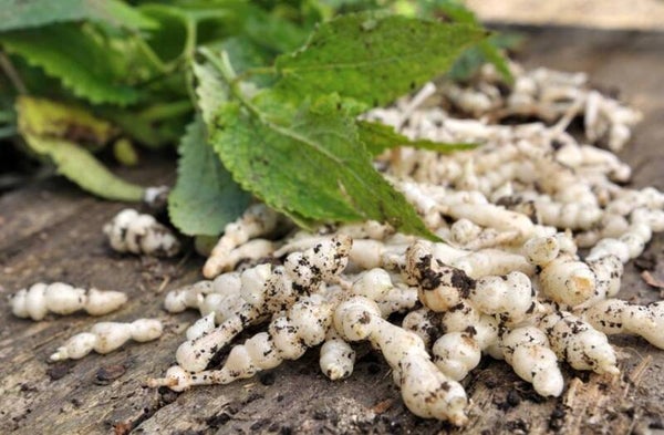 Crosnes