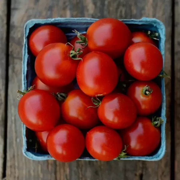 Tomate cerise Early cherry