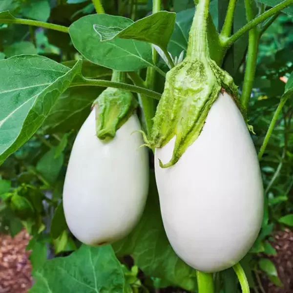Aubergine Casper