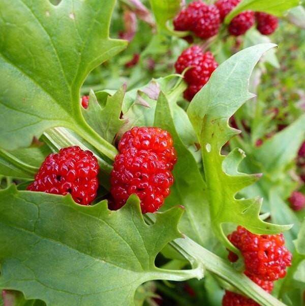 Epinard fraise