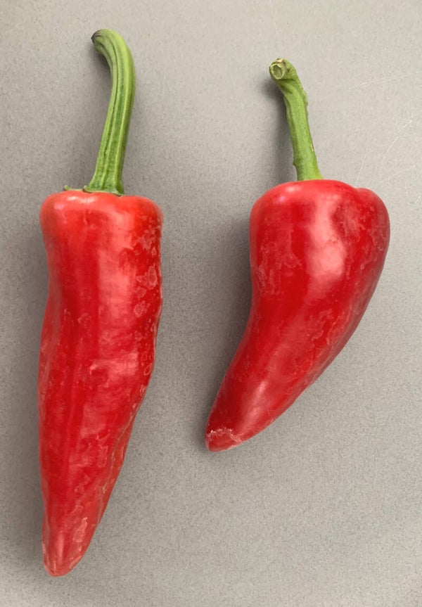 Piment Espelette