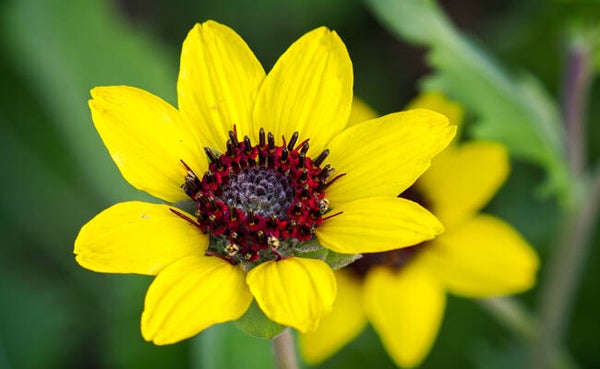 Fleur chocolat (Berlandiera Lyrata)