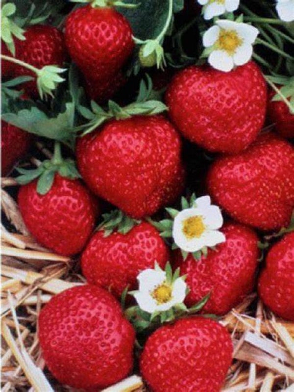 Fraisier Mara des Bois