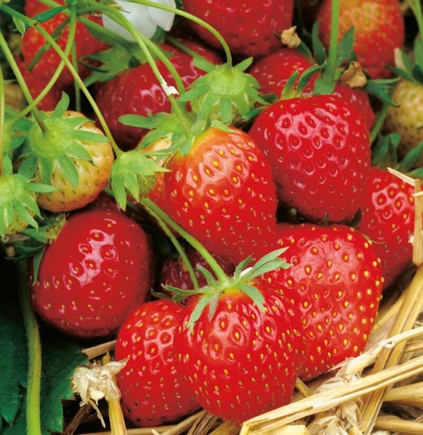 Fraisier Suprise des Halles