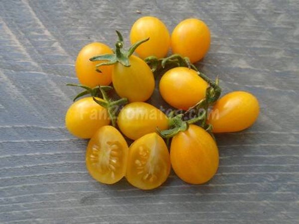 Tomate sauvage de Galápagos