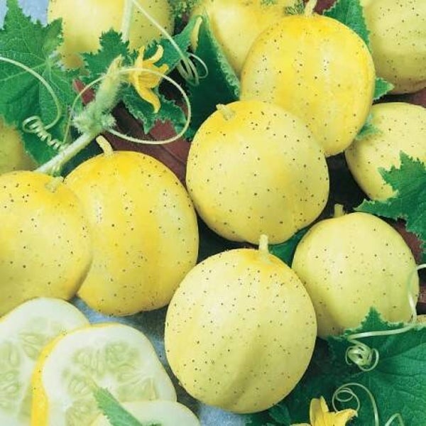 Concombre citron graines