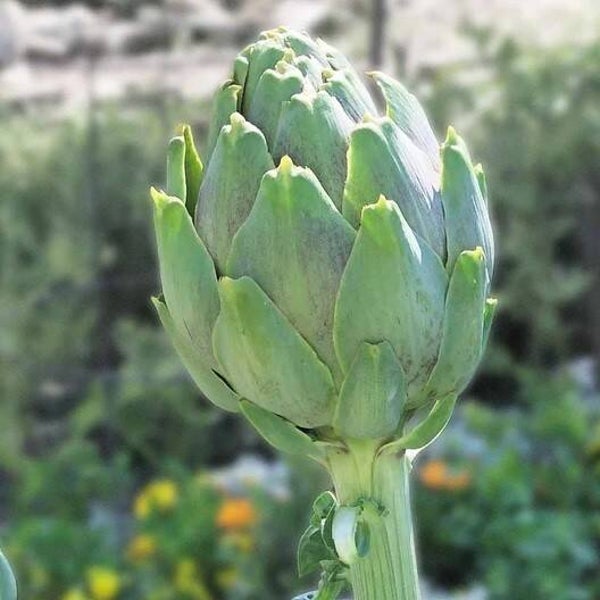 Artichaut Vert de Provence