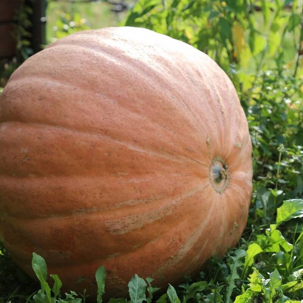 Potiron Atlantic Giant