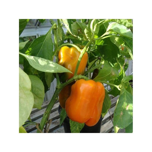 Poivron Orange Etudia