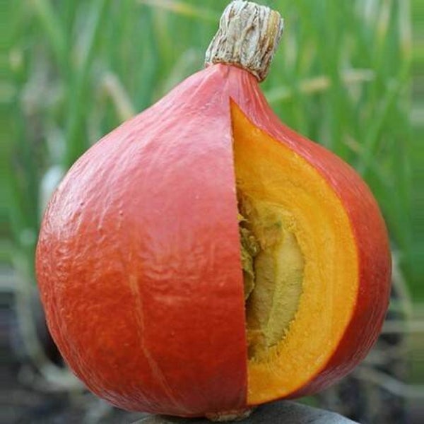 Potimarron